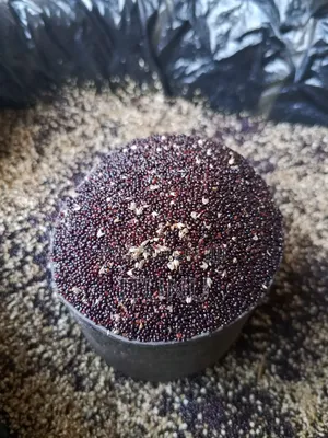 Vegetable Seeds Amaranthus(Green, Efo Tete) 1 Tin Cup