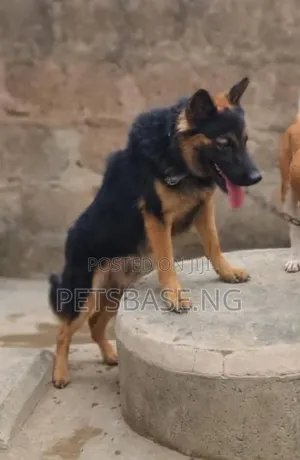 1+ year Male Purebred German Shepherd