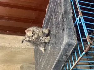 1-3 months Male Purebred Turkish Angora
