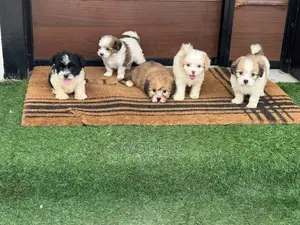 1-3 months Female Purebred Lhasa Apso