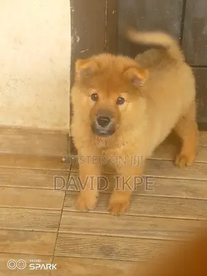 1-3 months Male Purebred Chow Chow