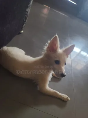 1-3 months Male Mixed Breed American Eskimo