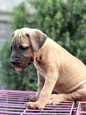 1-3 months Female Purebred Boerboel