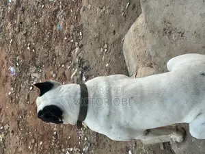 Adult Bully Pit Available for Stud Service