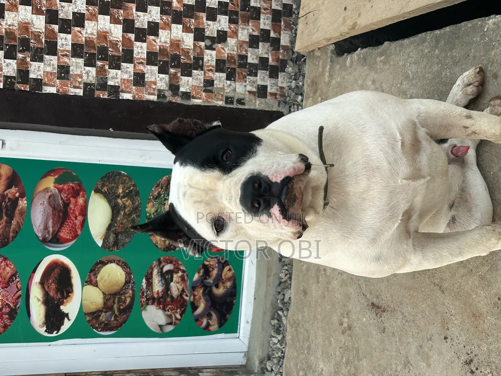 Adult Bully Pit Available for Stud Service