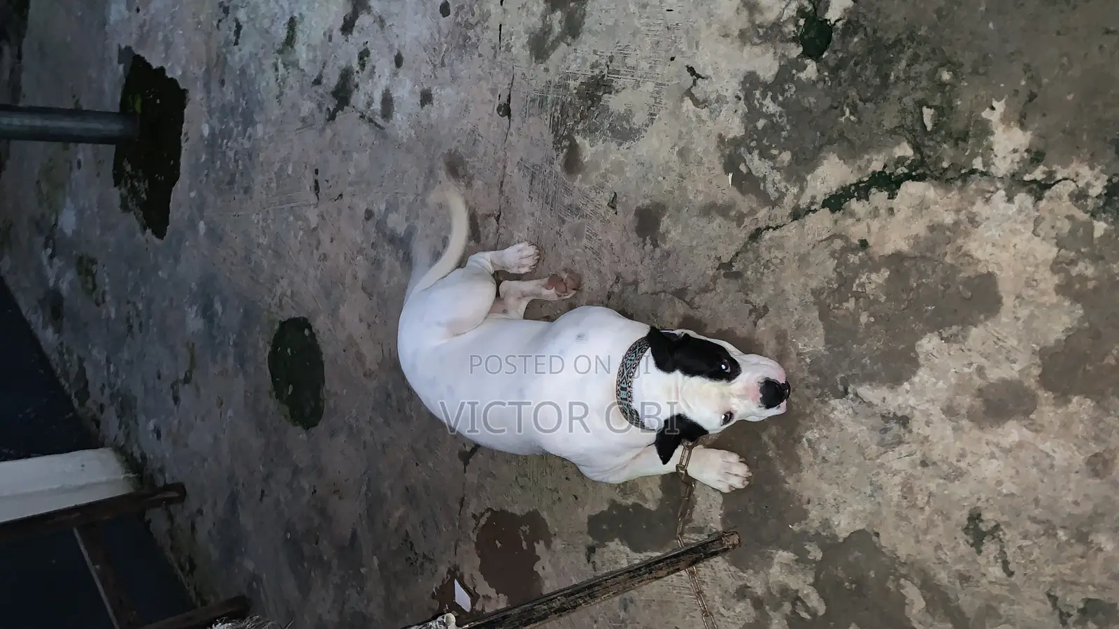 Adult Bully Pit Available for Stud Service