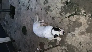 Adult Bully Pit Available for Stud Service