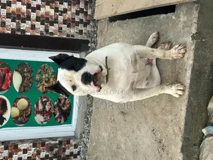 Adult Bully Pit Available for Stud Service