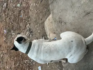 Adult Bully Pit Available for Stud Service