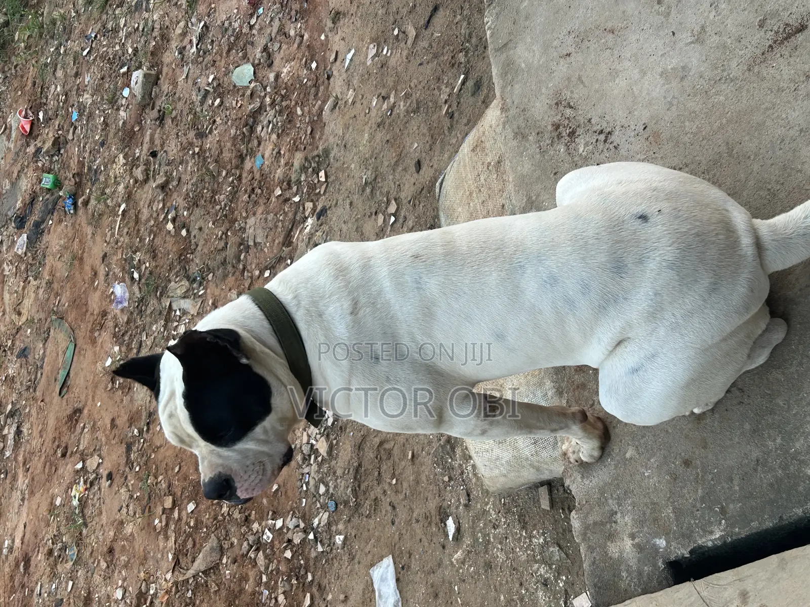 Adult Bully Pit Available for Stud Service