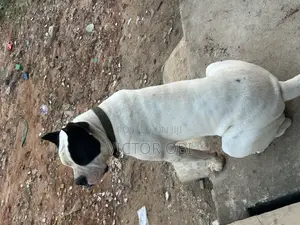 Adult Bully Pit Available for Stud Service