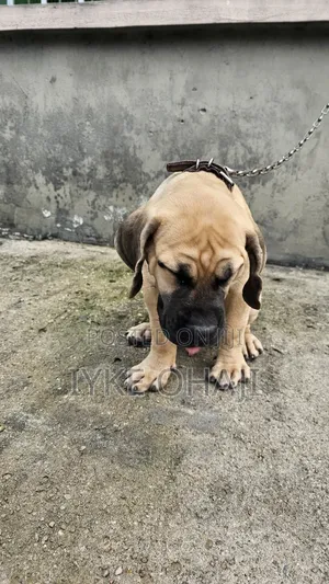 3-6 months Male Purebred Bullmastiff