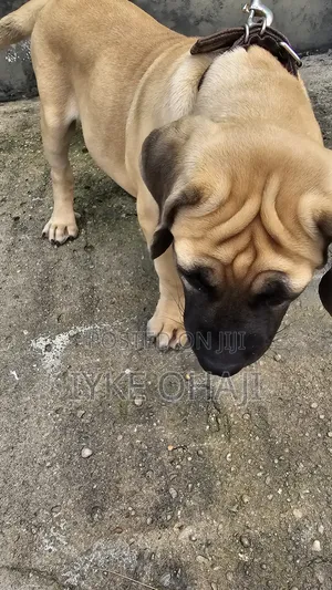 3-6 months Male Purebred Bullmastiff
