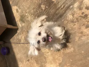 1+ year Male Purebred Lhasa Apso