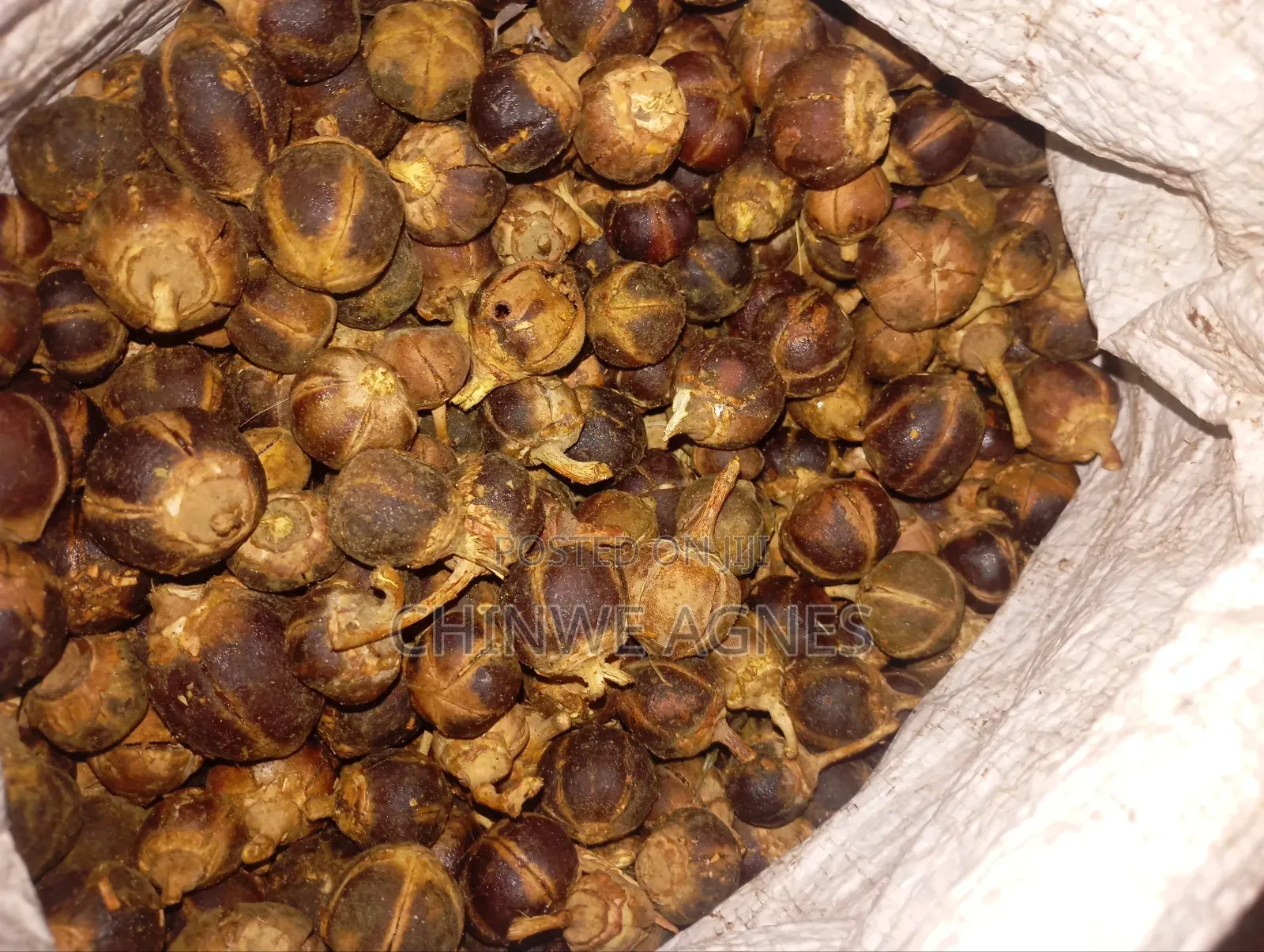 Goronutula Silky Fruit (20 Pieces)