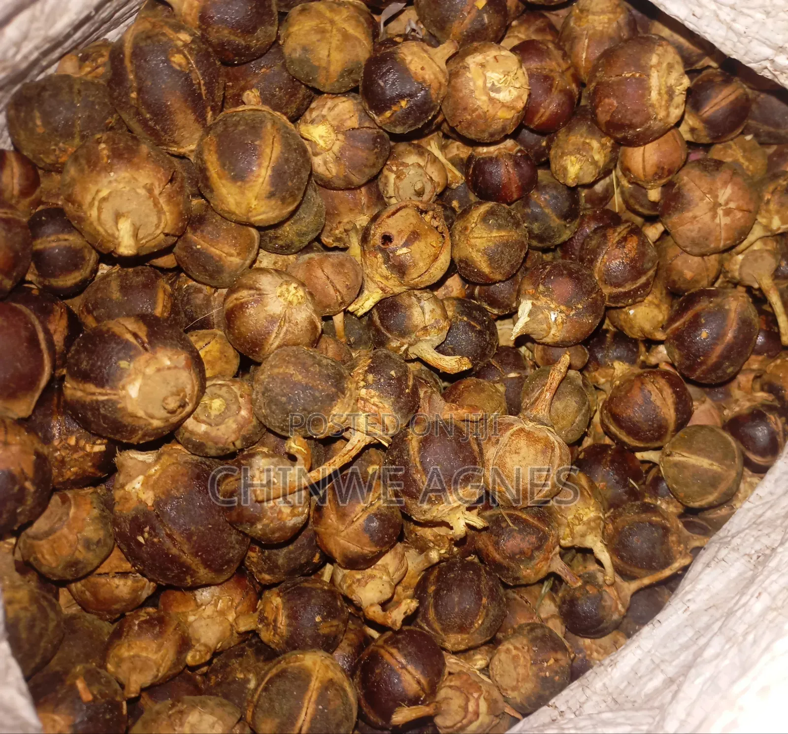 Goronutula Silky Fruit (20 Pieces)