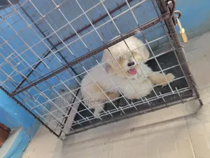 1+ year Male Purebred Lhasa Apso