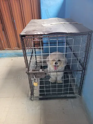1+ year Male Purebred Lhasa Apso