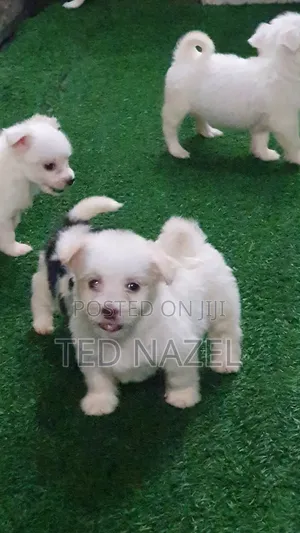 1-3 months Female Purebred Lhasa Apso