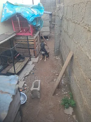 3-6 months Male Purebred German Shepherd