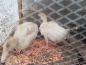 4weeks Old Foreign Ducks