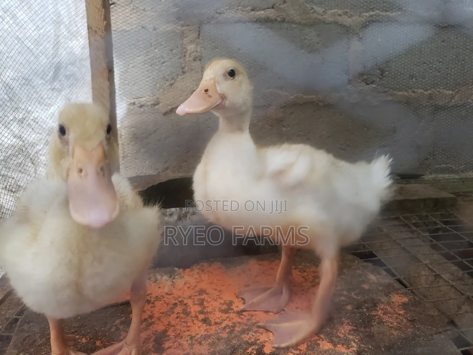 4weeks Old Foreign Ducks