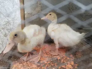 4weeks Old Foreign Ducks