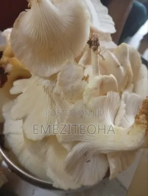 Lovic Mushrooms