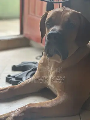 6-12 months Male Purebred Boerboel