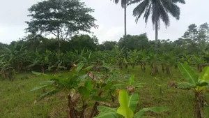 Three Acres of Farm Land for Sale