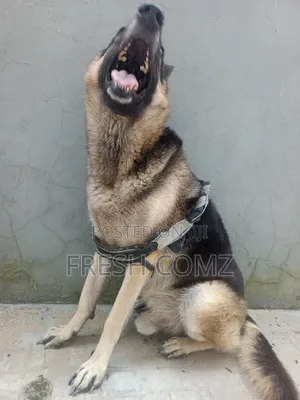 1+ year Male Purebred German Shepherd
