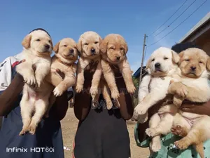 1-3 months Female Purebred Labrador Retriever