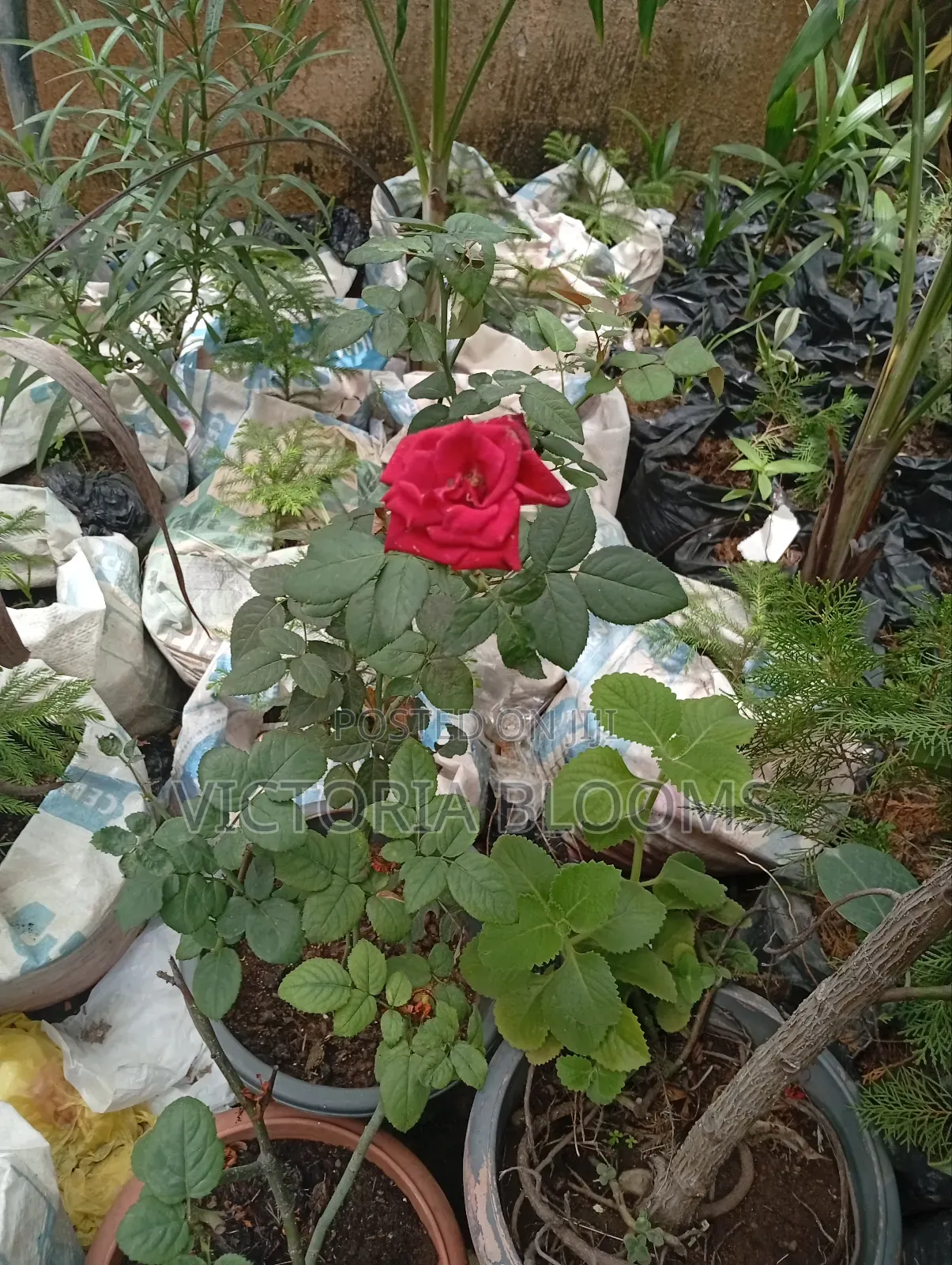 Outdoor Plants