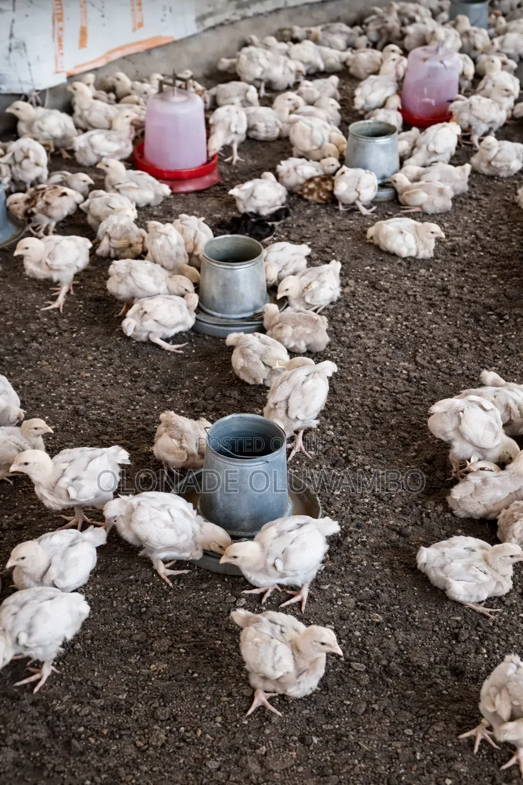 Broiler Chicken