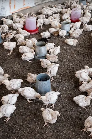 Broiler Chicken