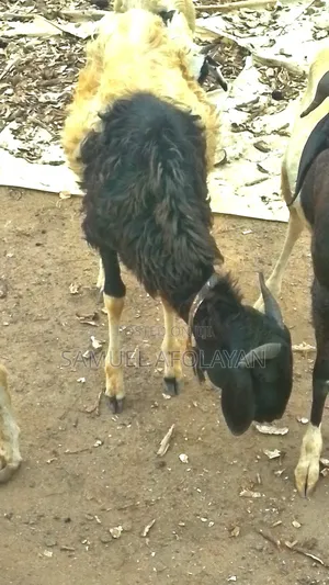 Udah Rams and Goat for Sell