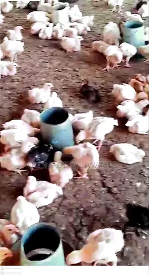 Broiler Chicken