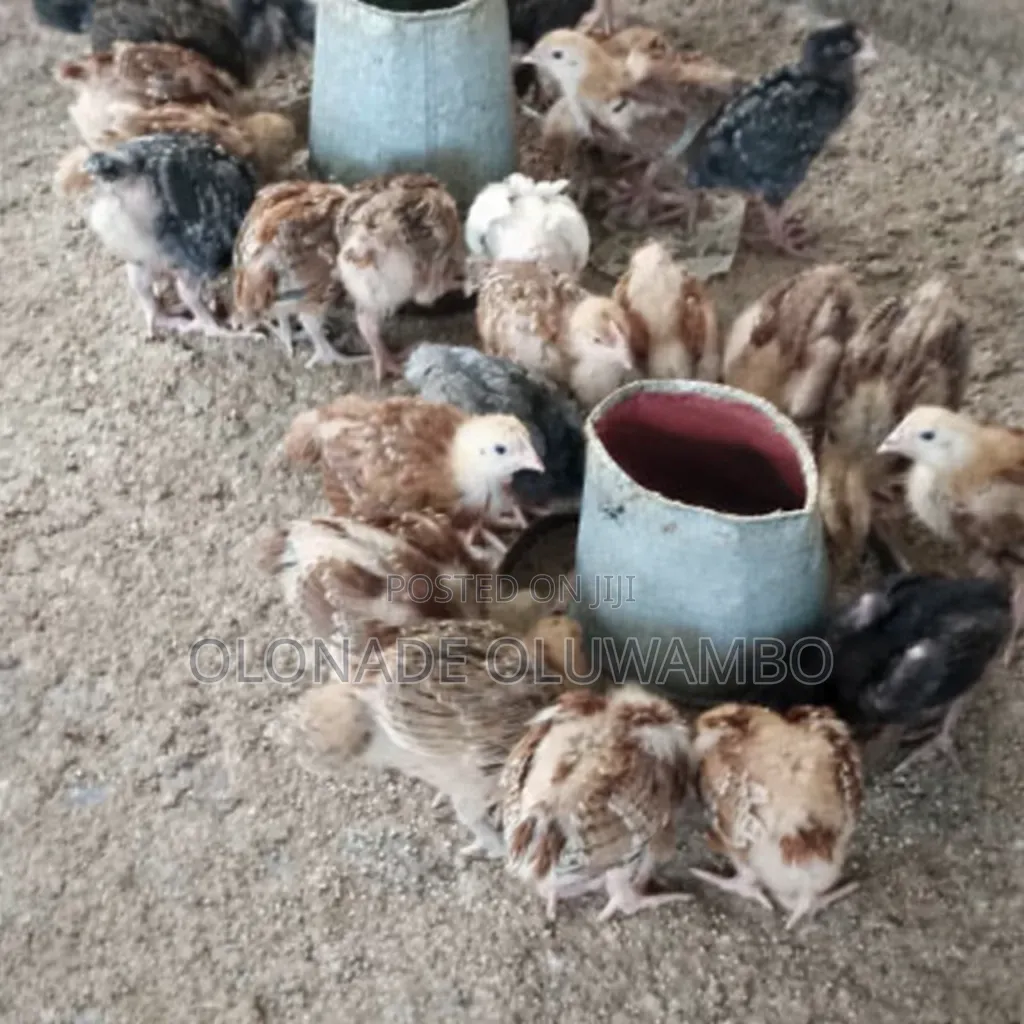 Noilers Chickens