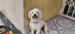 1+ year Male Purebred Lhasa Apso