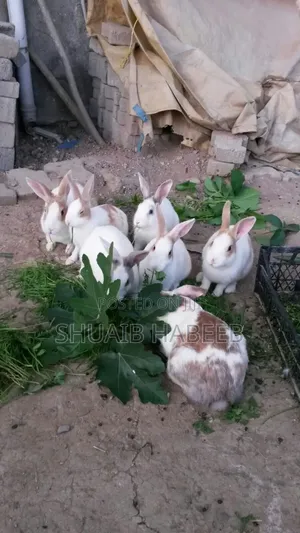 Rabbit Male