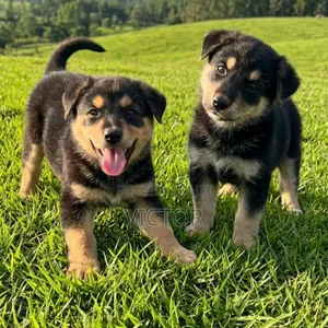 1-3 months Male Purebred German Shepherd