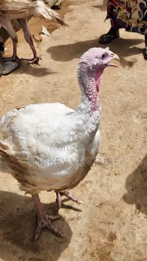 Foreign Turkeys