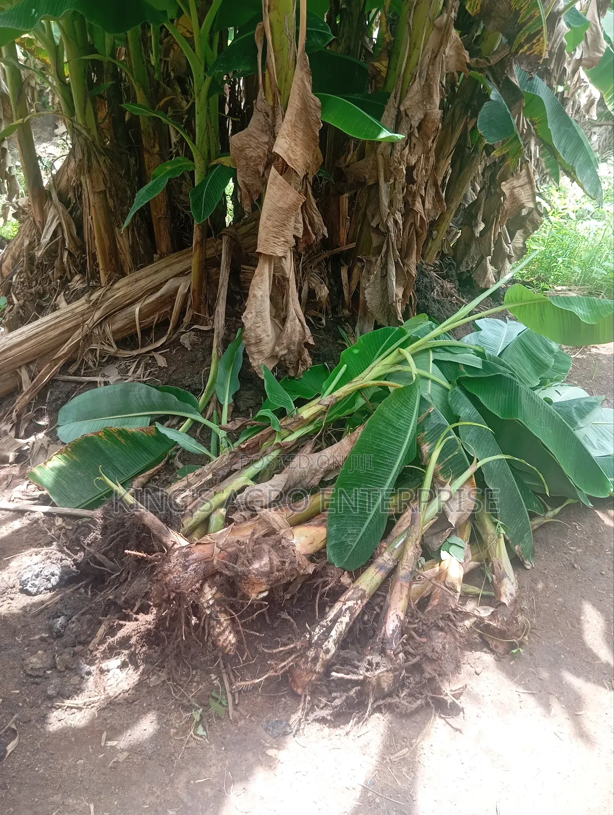 Plantain Sucker