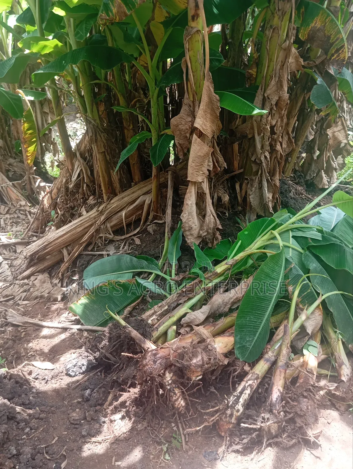 Plantain Sucker