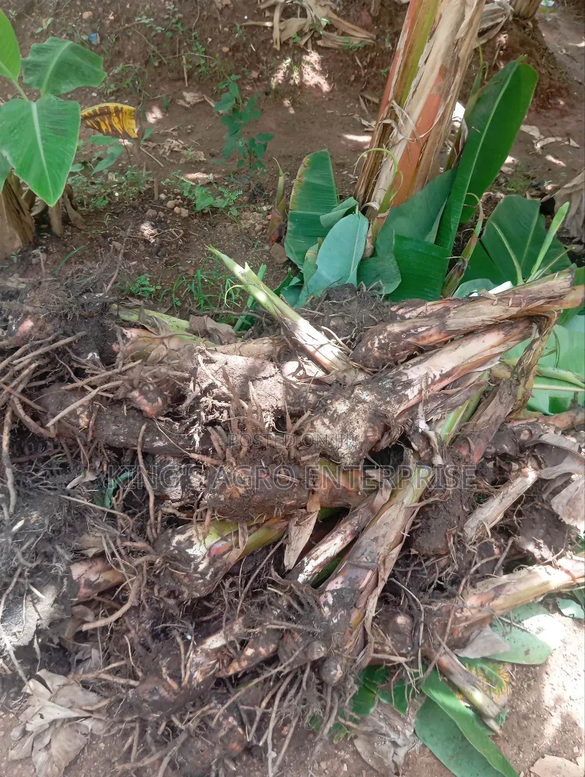 Plantain Sucker