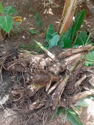 Plantain Sucker