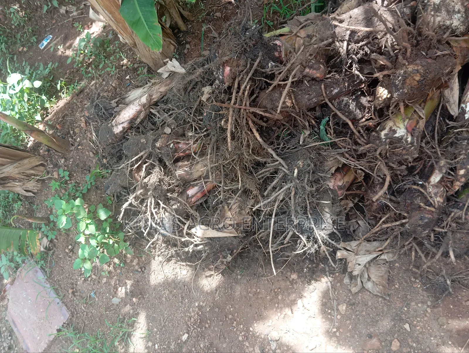 Plantain Sucker