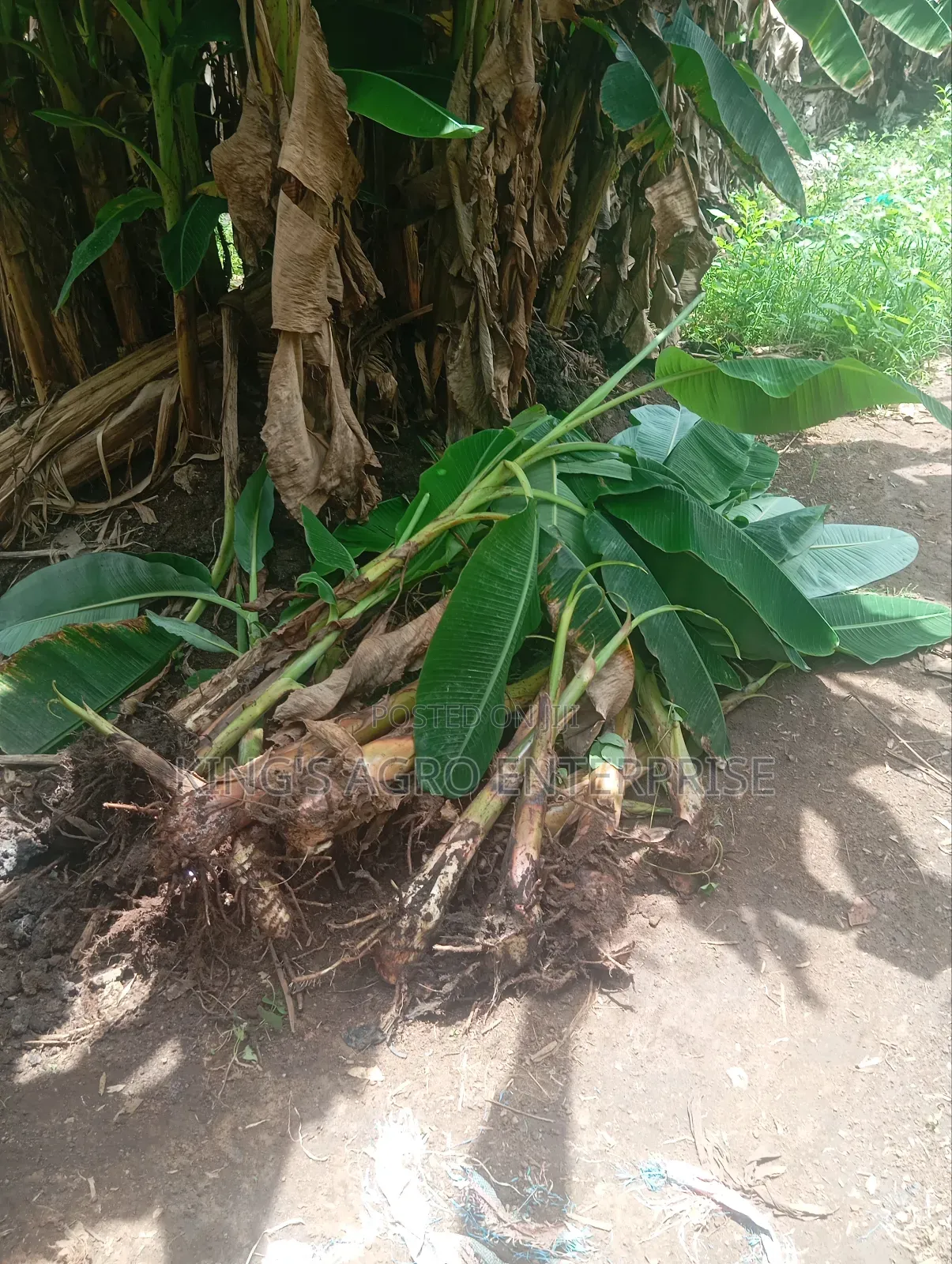 Plantain Sucker