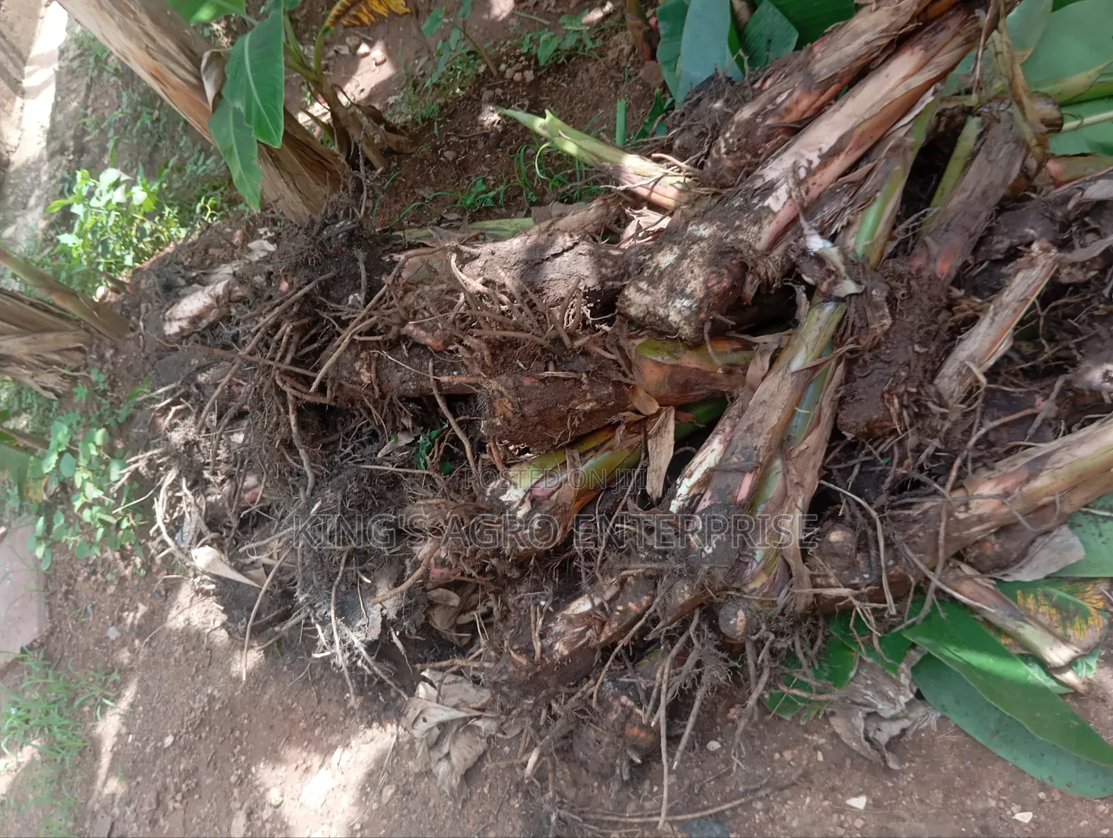 Plantain Sucker