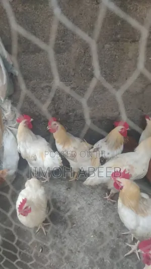Chicken Is Available